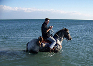 cheval dans la mer