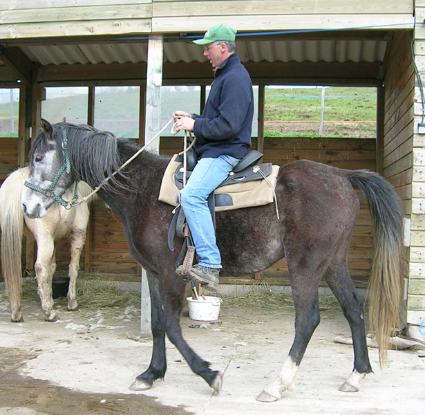cheval � vendre